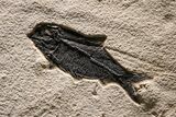 Museum Quality Fossil Fish Mortality Plate - Ready to Hang #370784-3